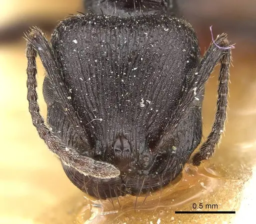 Pogonomyrmex brevibarbis specimen CASENT0922082 image casent0922082_2