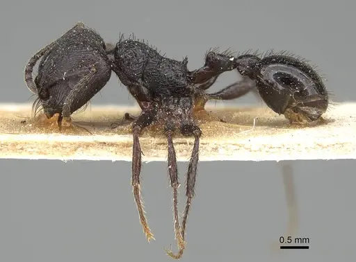 Pogonomyrmex brevibarbis specimen CASENT0922082 image casent0922082_3