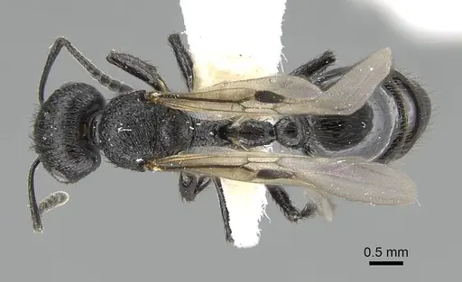 Pogonomyrmex brevibarbis specimen CASENT0922083 image casent0922083_1