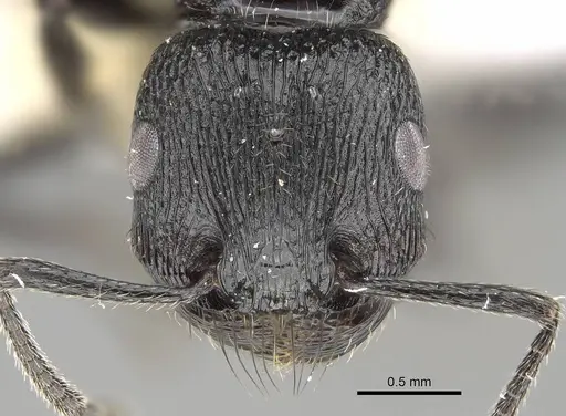 Pogonomyrmex brevibarbis specimen CASENT0922083 image casent0922083_2