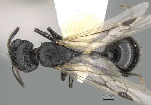Pogonomyrmex brevibarbis specimen CASENT0922085 image casent0922085_1