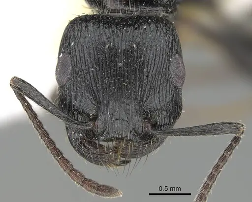 Pogonomyrmex brevibarbis specimen CASENT0922085 image casent0922085_2