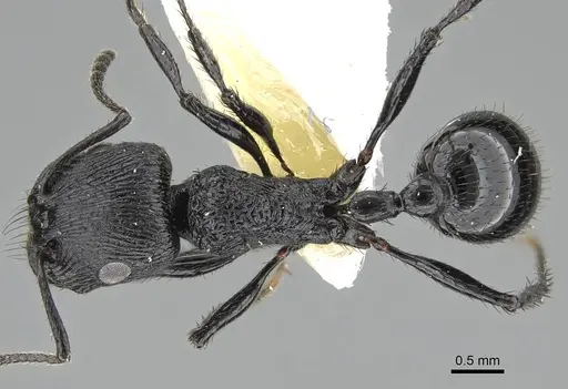 Pogonomyrmex brevibarbis specimen CASENT0922086 image casent0922086_1