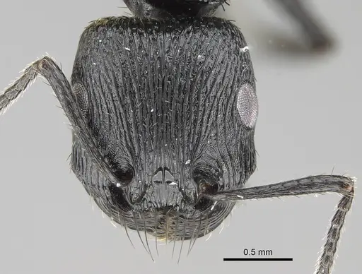 Pogonomyrmex brevibarbis specimen CASENT0922086 image casent0922086_2