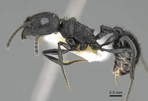 Pogonomyrmex brevibarbis specimen CASENT0922086 image casent0922086_3