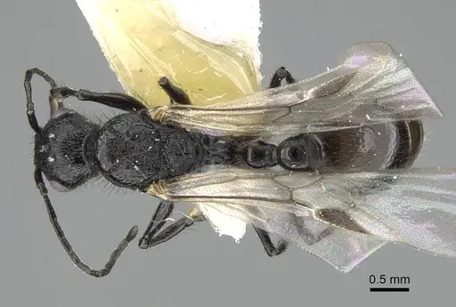 Pogonomyrmex brevibarbis specimen CASENT0922088 image casent0922088_1
