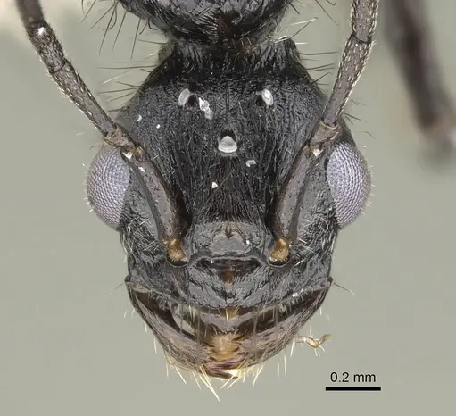 Pogonomyrmex brevibarbis specimen CASENT0922089 image casent0922089_2