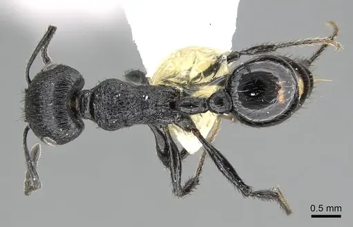 Pogonomyrmex brevibarbis specimen CASENT0922091 image casent0922091_1
