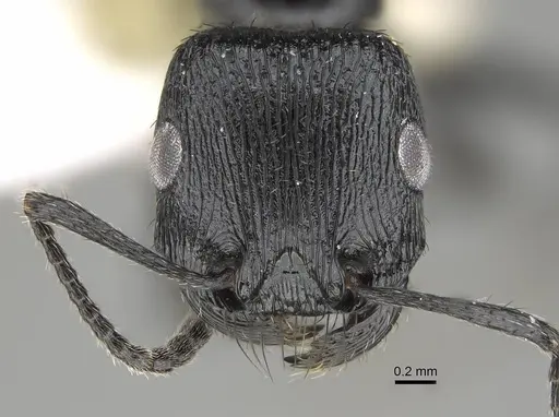 Pogonomyrmex brevibarbis specimen CASENT0922091 image casent0922091_2