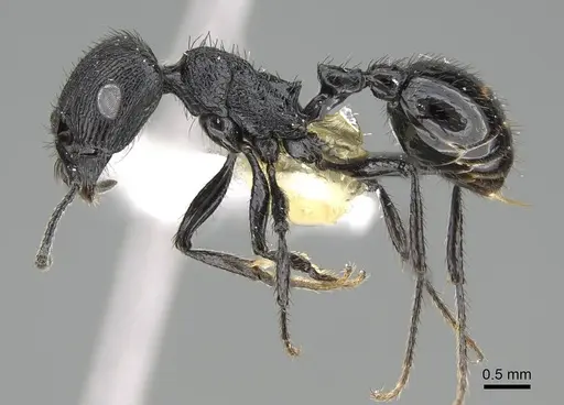 Pogonomyrmex brevibarbis specimen CASENT0922091 image casent0922091_3