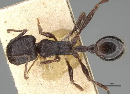 Pogonomyrmex brevibarbis specimen CASENT0922098 image casent0922098_1