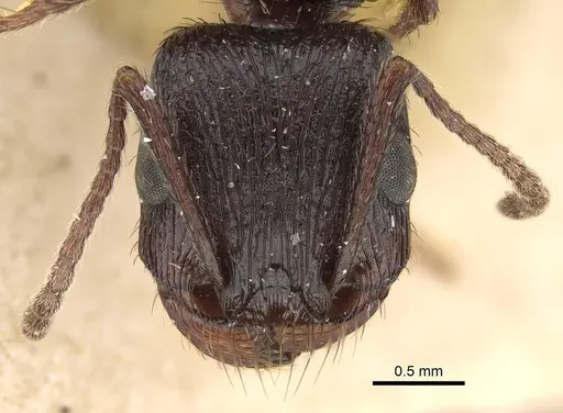 Pogonomyrmex brevibarbis specimen CASENT0922098 image casent0922098_2
