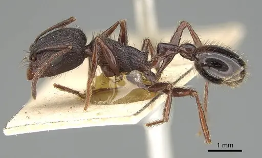 Pogonomyrmex brevibarbis specimen CASENT0922098 image casent0922098_3