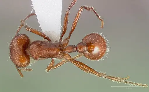 Pogonomyrmex brevispinosus specimen CASENT0005715 image casent0005715_1