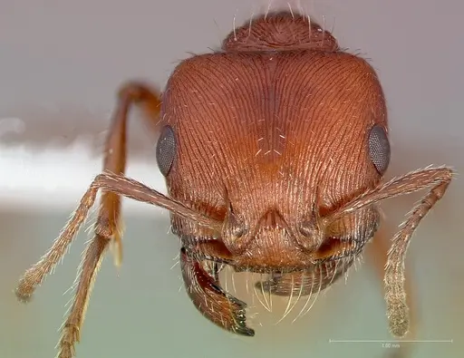 Pogonomyrmex brevispinosus specimen CASENT0005715 image casent0005715_2