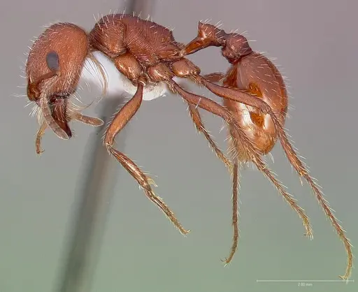 Pogonomyrmex brevispinosus specimen CASENT0005715 image casent0005715_3