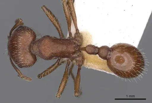 Pogonomyrmex brevispinosus specimen CASENT0900377 image casent0900377_1