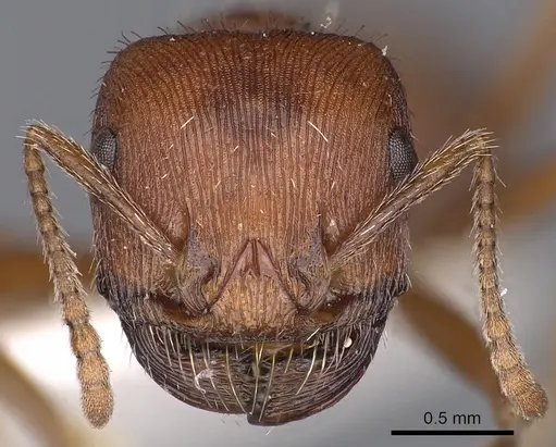 Pogonomyrmex brevispinosus specimen CASENT0900377 image casent0900377_2