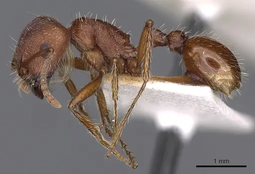 Pogonomyrmex brevispinosus specimen CASENT0900377 image casent0900377_3