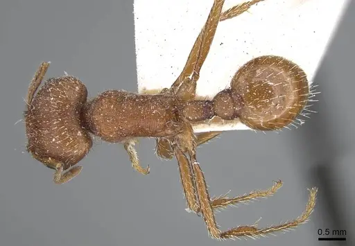 Pogonomyrmex brevispinosus specimen CASENT0914096 image casent0914096_1