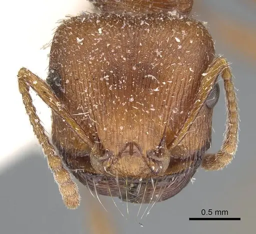 Pogonomyrmex brevispinosus specimen CASENT0914096 image casent0914096_2