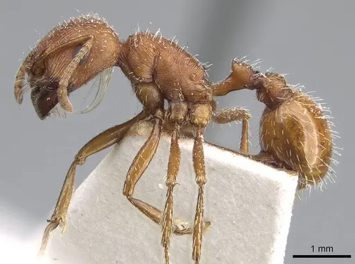 Pogonomyrmex brevispinosus specimen CASENT0914096 image casent0914096_3