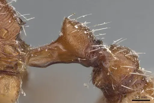 Pogonomyrmex brevispinosus specimen CASENT0914096 image casent0914096_4