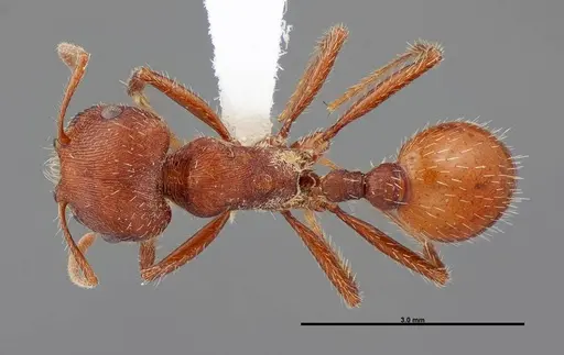 Pogonomyrmex brevispinosus specimen FMNHINS0000058896 image fmnhins0000058896_1