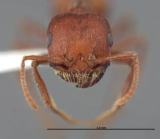 Pogonomyrmex brevispinosus specimen FMNHINS0000058896 image fmnhins0000058896_2