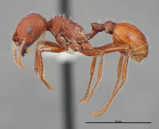 Pogonomyrmex brevispinosus specimen FMNHINS0000058896 image fmnhins0000058896_3
