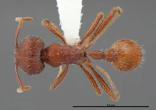 Pogonomyrmex brevispinosus specimen FMNHINS0000083116 image fmnhins0000083116_1