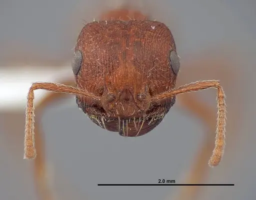 Pogonomyrmex brevispinosus specimen FMNHINS0000083116 image fmnhins0000083116_2