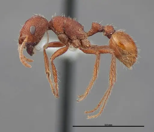 Pogonomyrmex brevispinosus specimen FMNHINS0000083116 image fmnhins0000083116_3