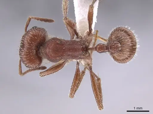 Pogonomyrmex brevispinosus specimen TESC000007978 image tesc000007978_1