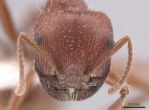 Pogonomyrmex brevispinosus specimen TESC000007978 image tesc000007978_2