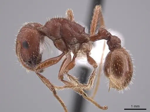Pogonomyrmex brevispinosus specimen TESC000007978 image tesc000007978_3