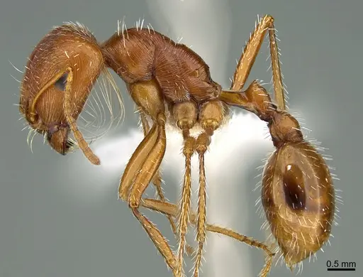 Pogonomyrmex californicus specimen CASENT0005091 image casent0005091_1