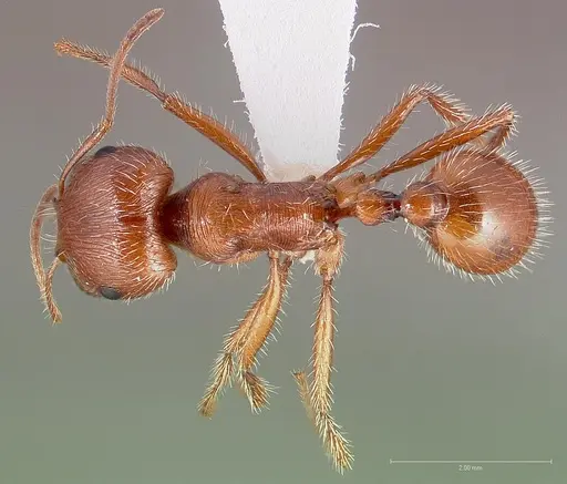 Pogonomyrmex californicus specimen CASENT0005710 image casent0005710_1