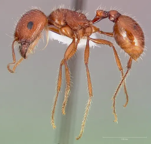 Pogonomyrmex californicus specimen CASENT0005710 image casent0005710_3