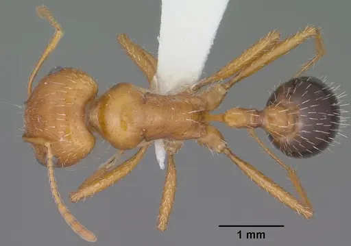 Pogonomyrmex californicus specimen CASENT0102895 image casent0102895_1