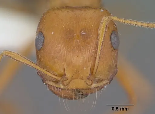 Pogonomyrmex californicus specimen CASENT0102895 image casent0102895_2