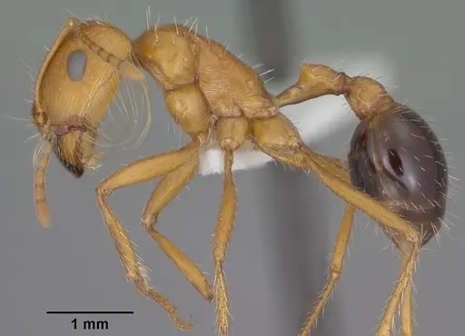 Pogonomyrmex californicus specimen CASENT0102895 image casent0102895_3