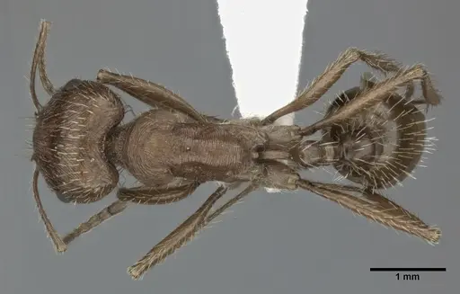 Pogonomyrmex californicus specimen CASENT0246125 image casent0246125_1