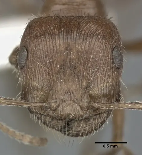 Pogonomyrmex californicus specimen CASENT0246125 image casent0246125_2
