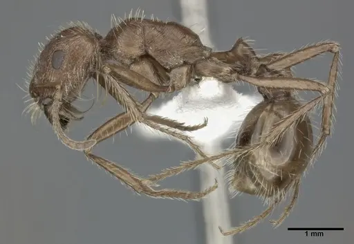 Pogonomyrmex californicus specimen CASENT0246125 image casent0246125_3