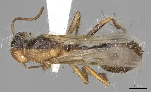 Pogonomyrmex californicus specimen CASENT0281115 image casent0281115_1