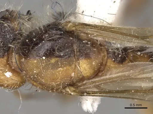 Pogonomyrmex californicus specimen CASENT0281115 image casent0281115_2
