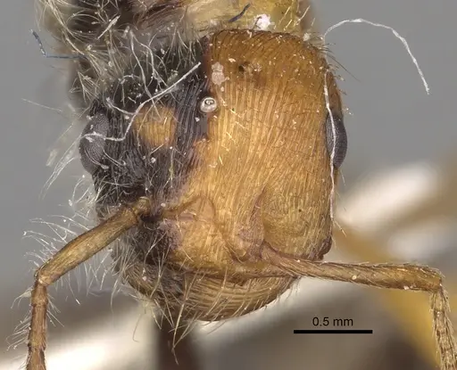 Pogonomyrmex californicus specimen CASENT0281115 image casent0281115_3