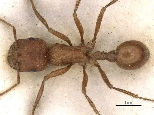 Pogonomyrmex californicus specimen CASENT0900376 image casent0900376_1