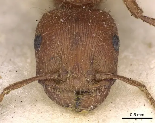 Pogonomyrmex californicus specimen CASENT0900376 image casent0900376_2